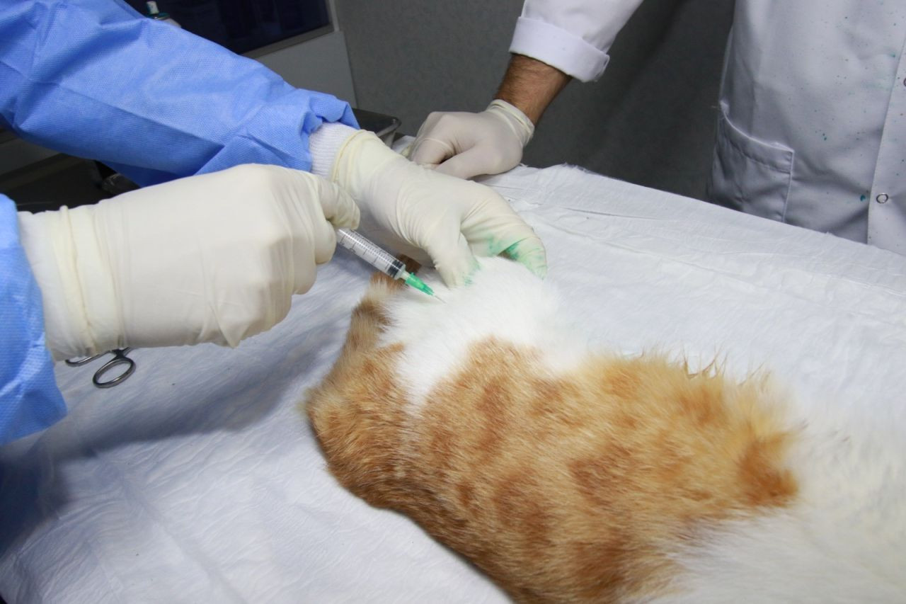 Kocaeli'de Sokak Kedilerine Şefkat Eli - Sayfa 4