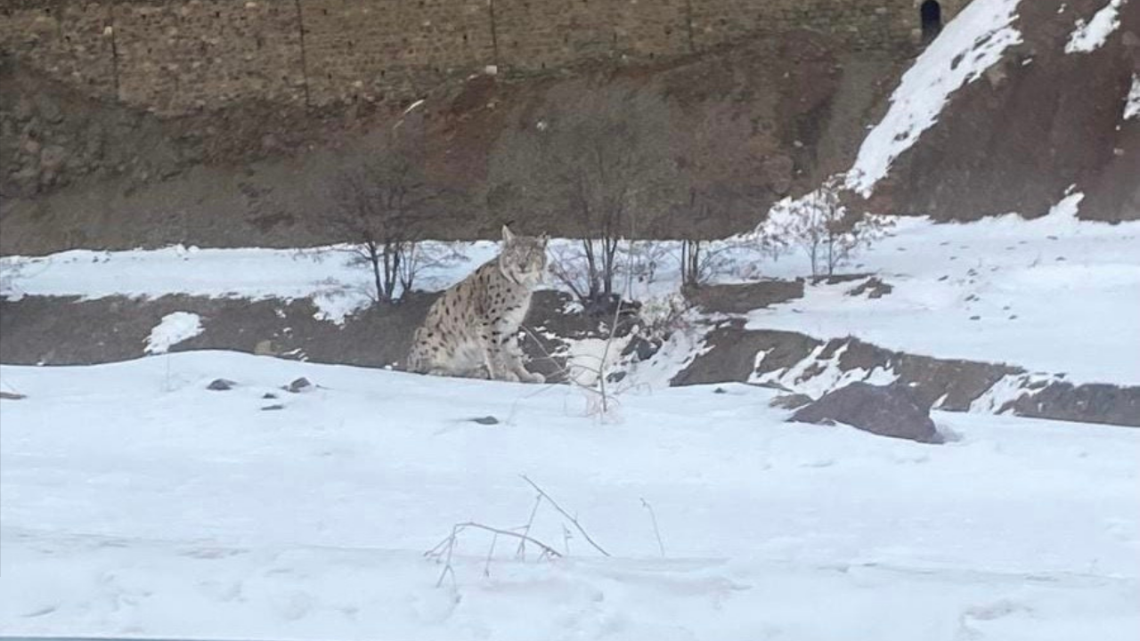 Nesli Tehlike Altındaki Vaşak, Elazığ’da Görüntülendi