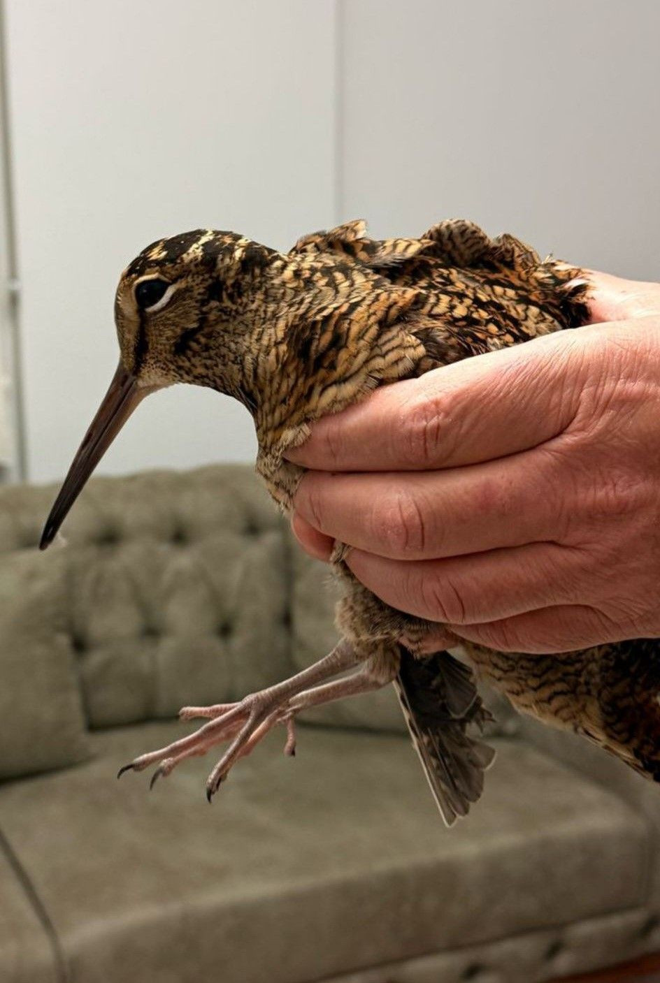 Samsun’da Emekli Sağlıkçı, Aç Kalan Çulluğa Sahip Çıktı - Sayfa 1