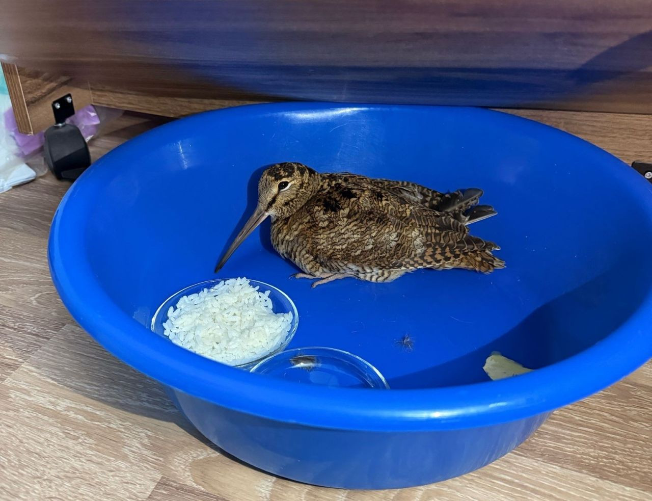 Samsun’da Emekli Sağlıkçı, Aç Kalan Çulluğa Sahip Çıktı - Sayfa 3