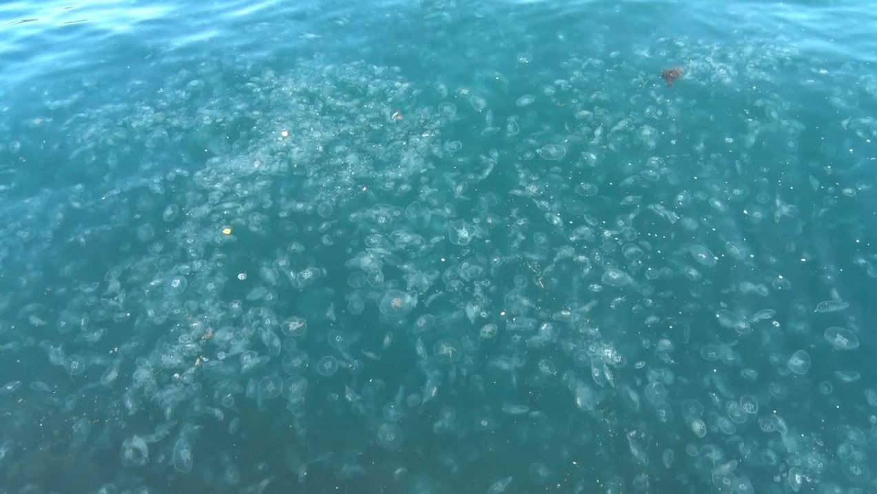 Sarıyer Sahilinde Şaşırtan Manzara: Binlerce Denizanası Kıyıya Vurdu - Sayfa 2