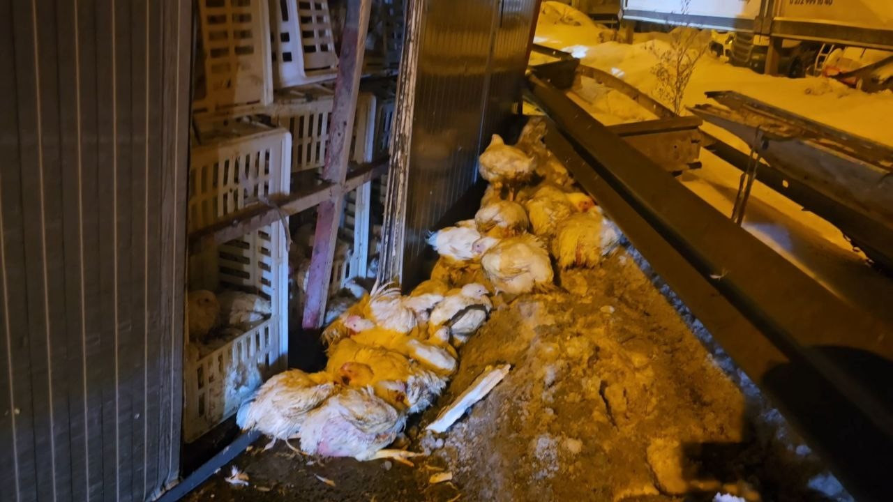 Zonguldak’ta Tavuk Yüklü Kamyon Devrildi: Onlarca Tavuk Telef Oldu