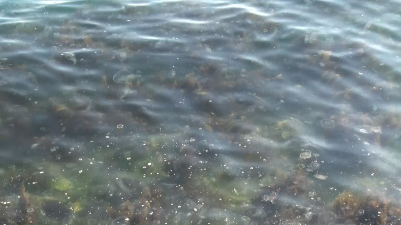 Sarıyer Sahilinde Şaşırtan Manzara: Binlerce Denizanası Kıyıya Vurdu