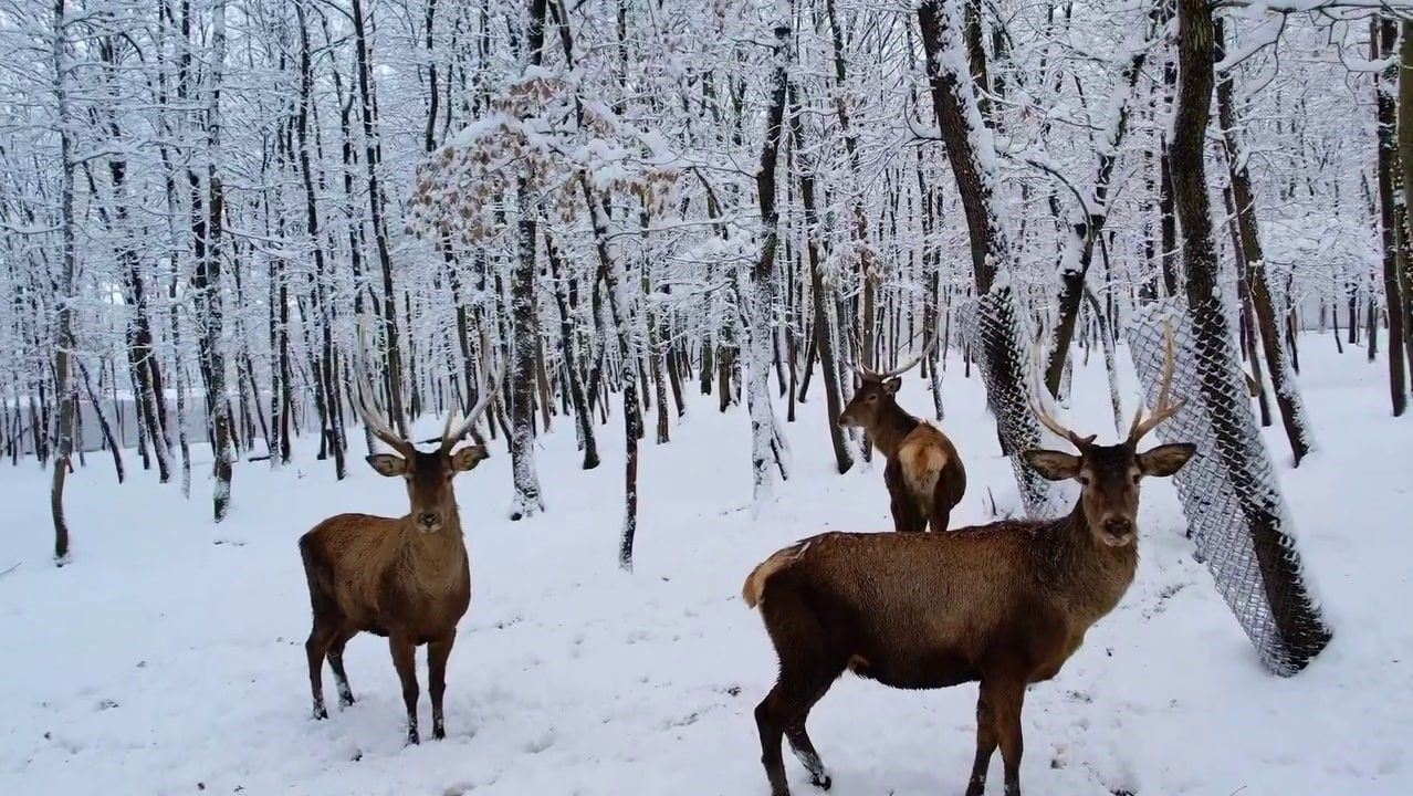 Kocaeli'de Karın Getirdiği Güzellikleri Keşfettiler - Sayfa 2