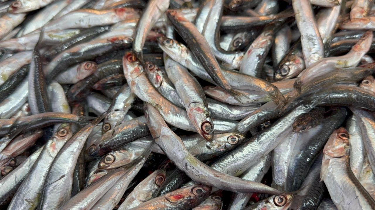 Hamsinin Kulağına Kar Suyu Kaçtı, Balık Lezzetlendi - Sayfa 1