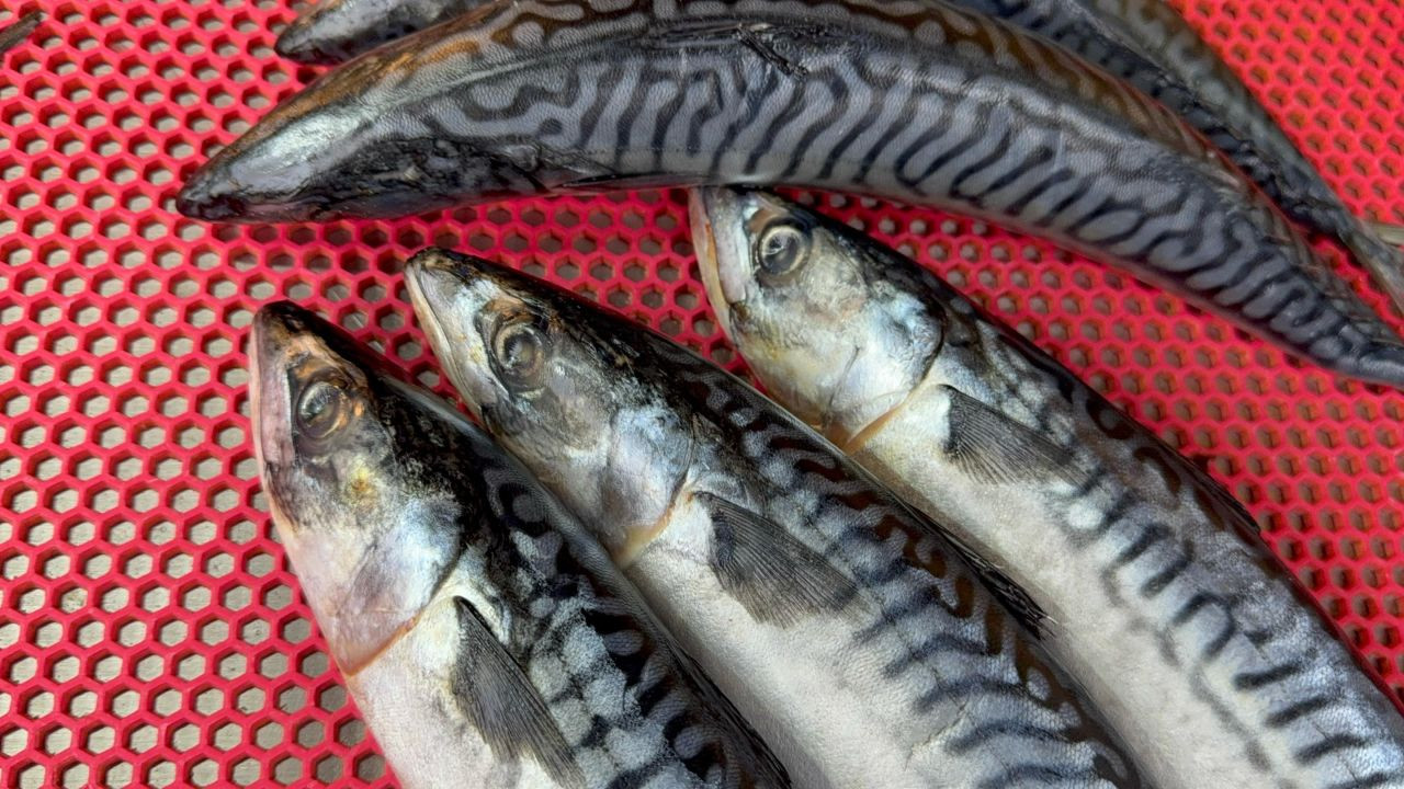 Hamsinin Kulağına Kar Suyu Kaçtı, Balık Lezzetlendi - Sayfa 4