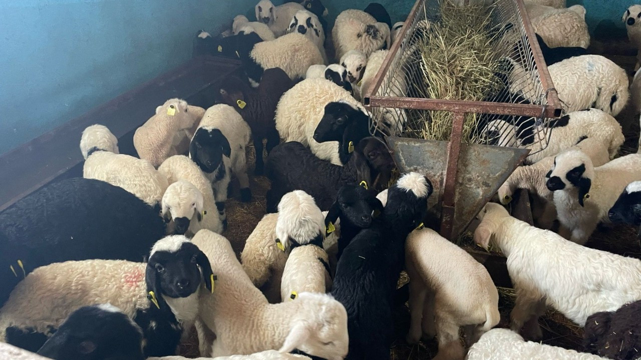 Erzincan Üzümlü’de 60 Bin Kuzu Küpelenecek