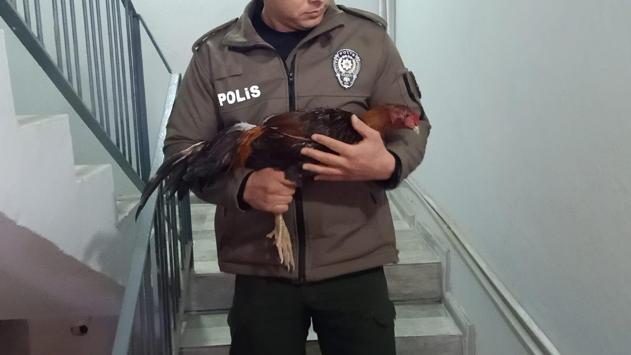Mersin’de Horoz Dövüşüne Operasyon: 128 Kişiye 1,2 Milyon TL Ceza