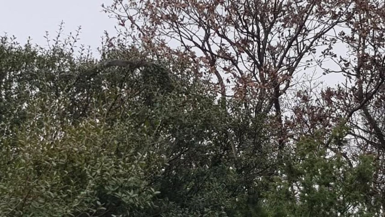 Çanakkale'de Dev Yılan Görüldü: Yaklaşık 8 Metre