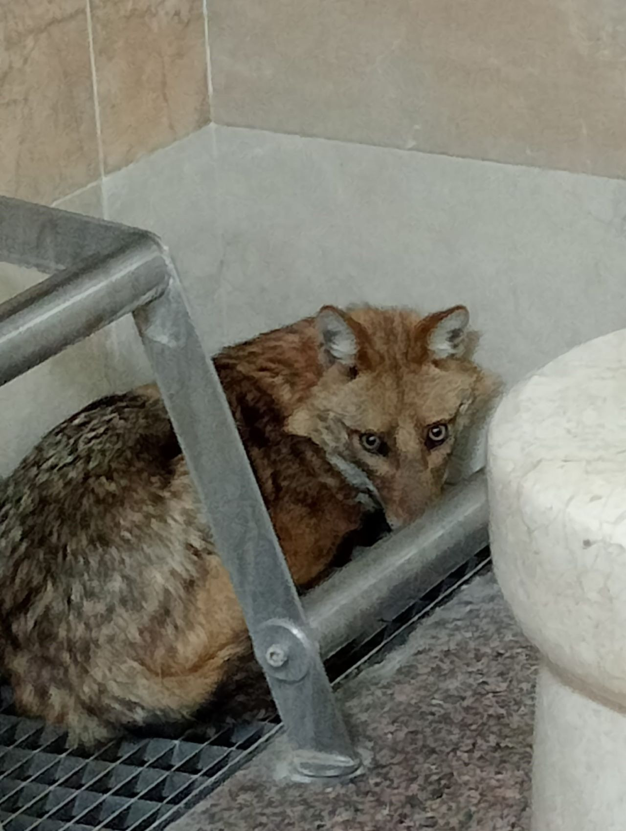Ankara'da Aç Kalan Tilki Kocatepe Camii’ne Sığındı - Sayfa 4