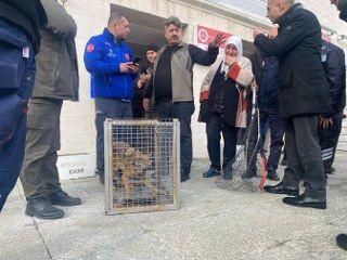 Ankara'da Aç Kalan Tilki Kocatepe Camii’ne Sığındı - Sayfa 5