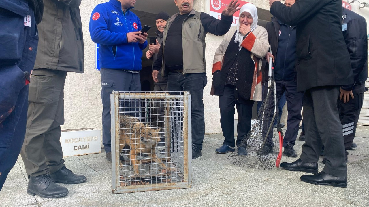 Ankara'da Aç Kalan Tilki Kocatepe Camii’ne Sığındı