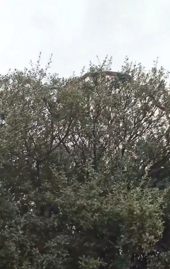 Çanakkale'de Dev Yılan Görüldü: Yaklaşık 8 Metre - Sayfa 3