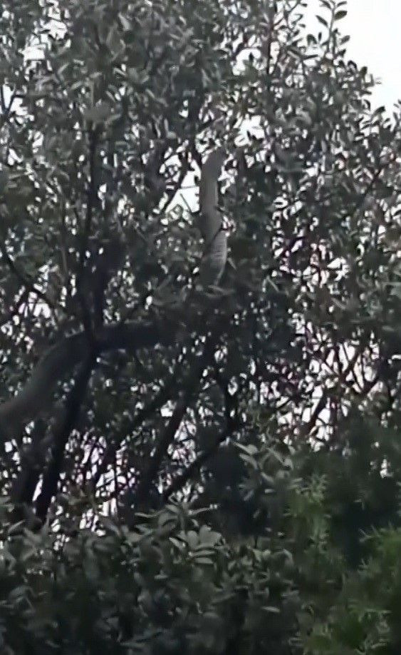 Çanakkale'de Dev Yılan Görüldü: Yaklaşık 8 Metre - Sayfa 4