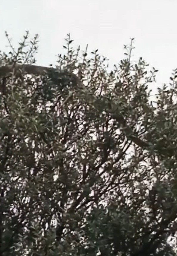 Çanakkale'de Dev Yılan Görüldü: Yaklaşık 8 Metre - Sayfa 5