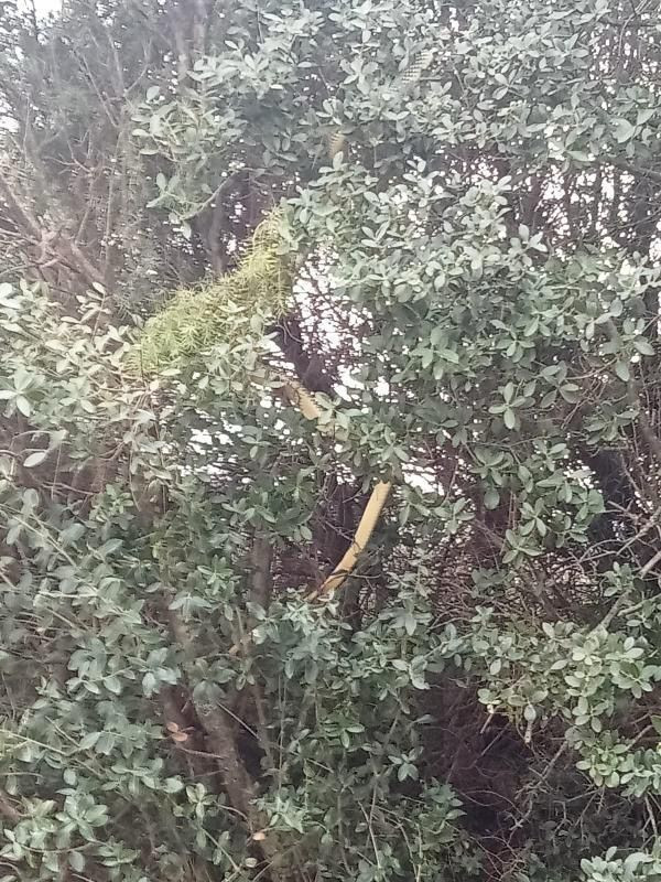 Çanakkale'de Dev Yılan Görüldü: Yaklaşık 8 Metre - Sayfa 6