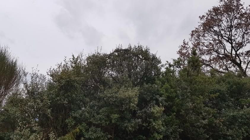 Çanakkale'de Dev Yılan Görüldü: Yaklaşık 8 Metre - Sayfa 8