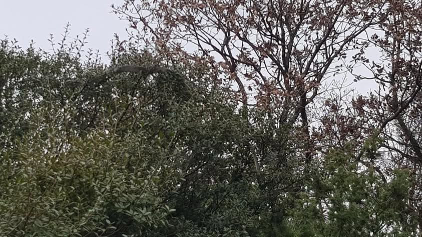 Çanakkale'de Dev Yılan Görüldü: Yaklaşık 8 Metre - Sayfa 1