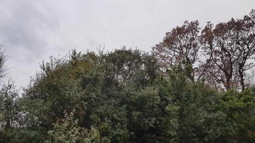 Çanakkale'de Dev Yılan Görüldü: Yaklaşık 8 Metre - Sayfa 2