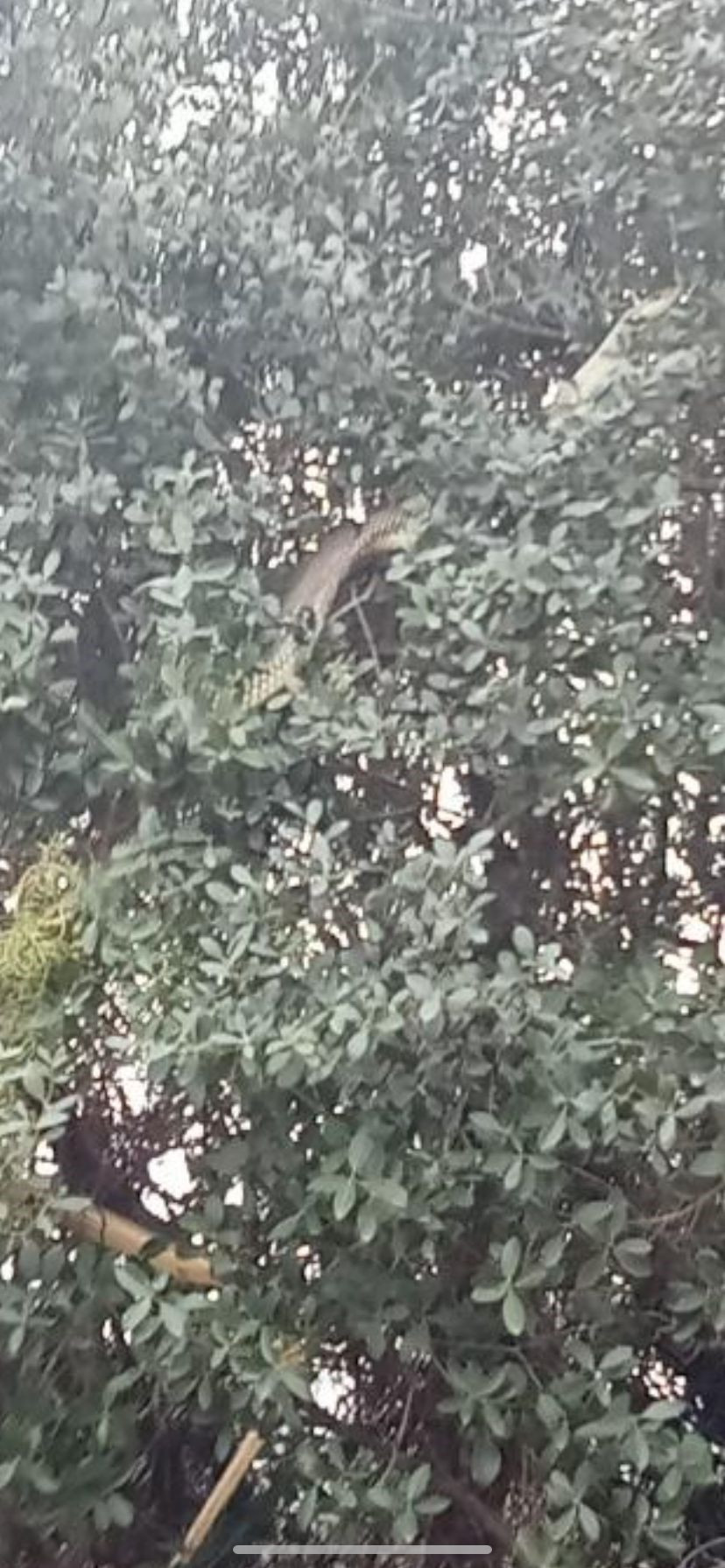 Çanakkale'de Dev Yılan Görüldü: Yaklaşık 8 Metre - Sayfa 7