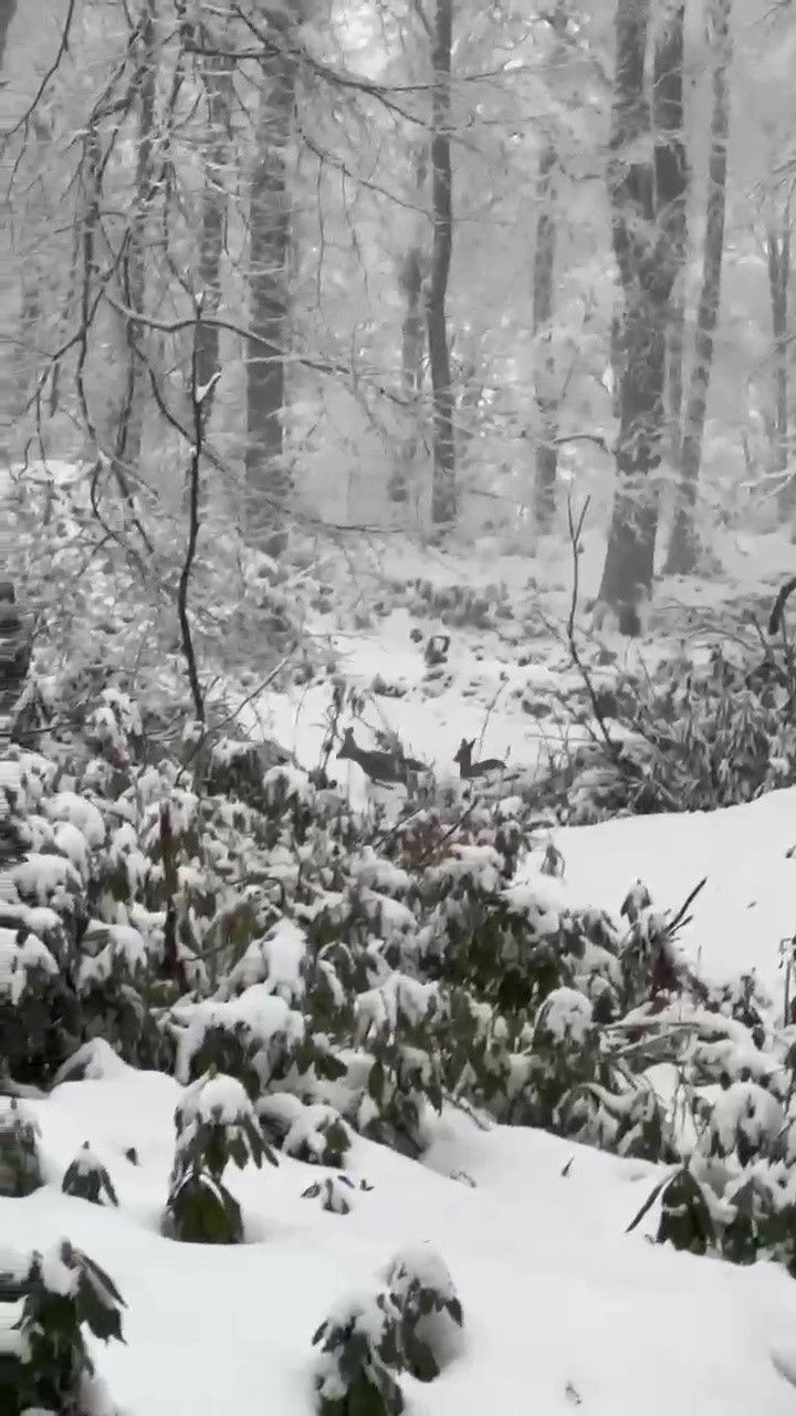 Zonguldak’ta Karla Kaplı Ormanda Karacalar Görüntülendi - Sayfa 3