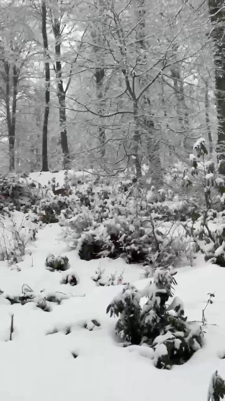 Zonguldak’ta Karla Kaplı Ormanda Karacalar Görüntülendi - Sayfa 2