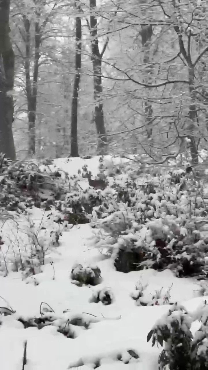 Zonguldak’ta Karla Kaplı Ormanda Karacalar Görüntülendi - Sayfa 1