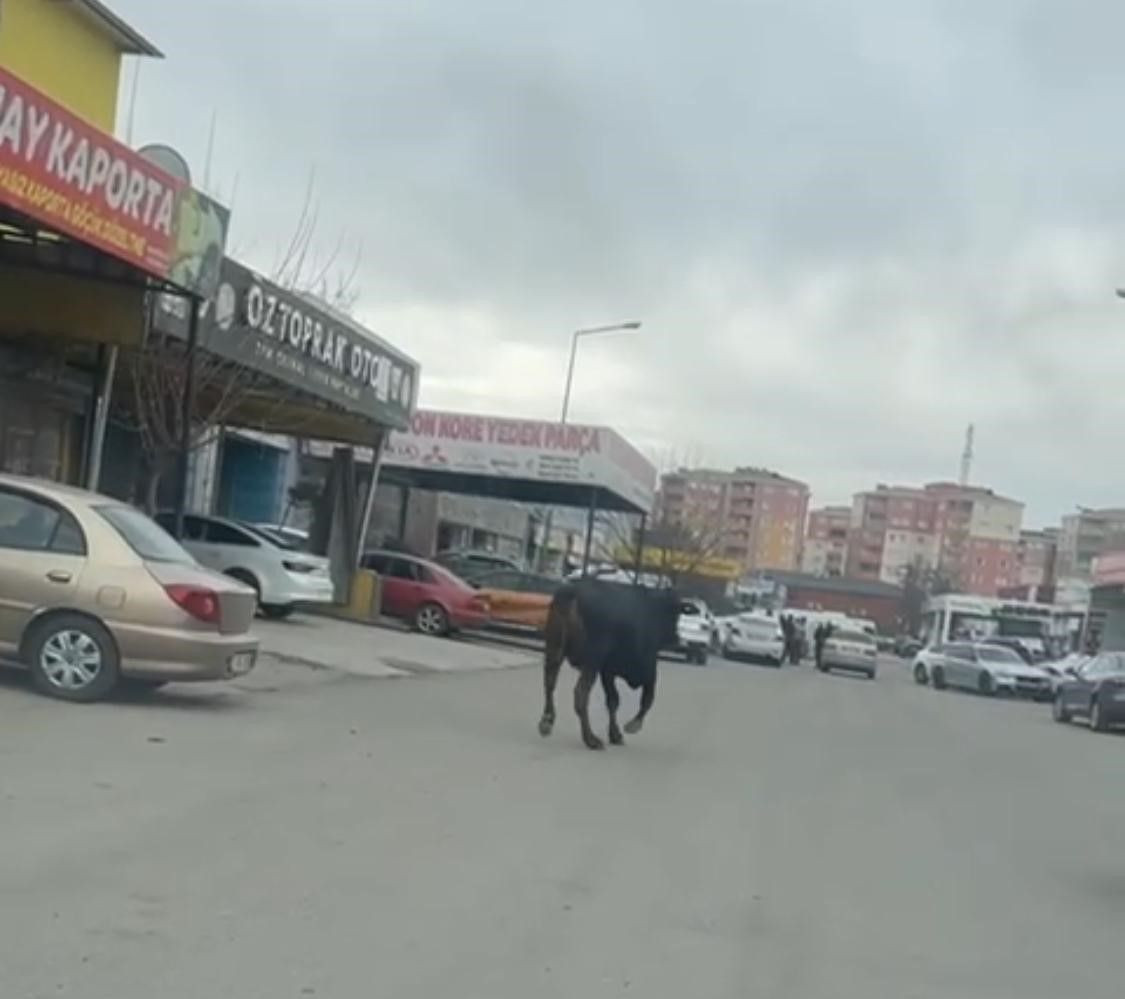 Batman’da Sanayi Sitesine Giren İnek Esnafı Peşinden Koşturdu - Sayfa 2