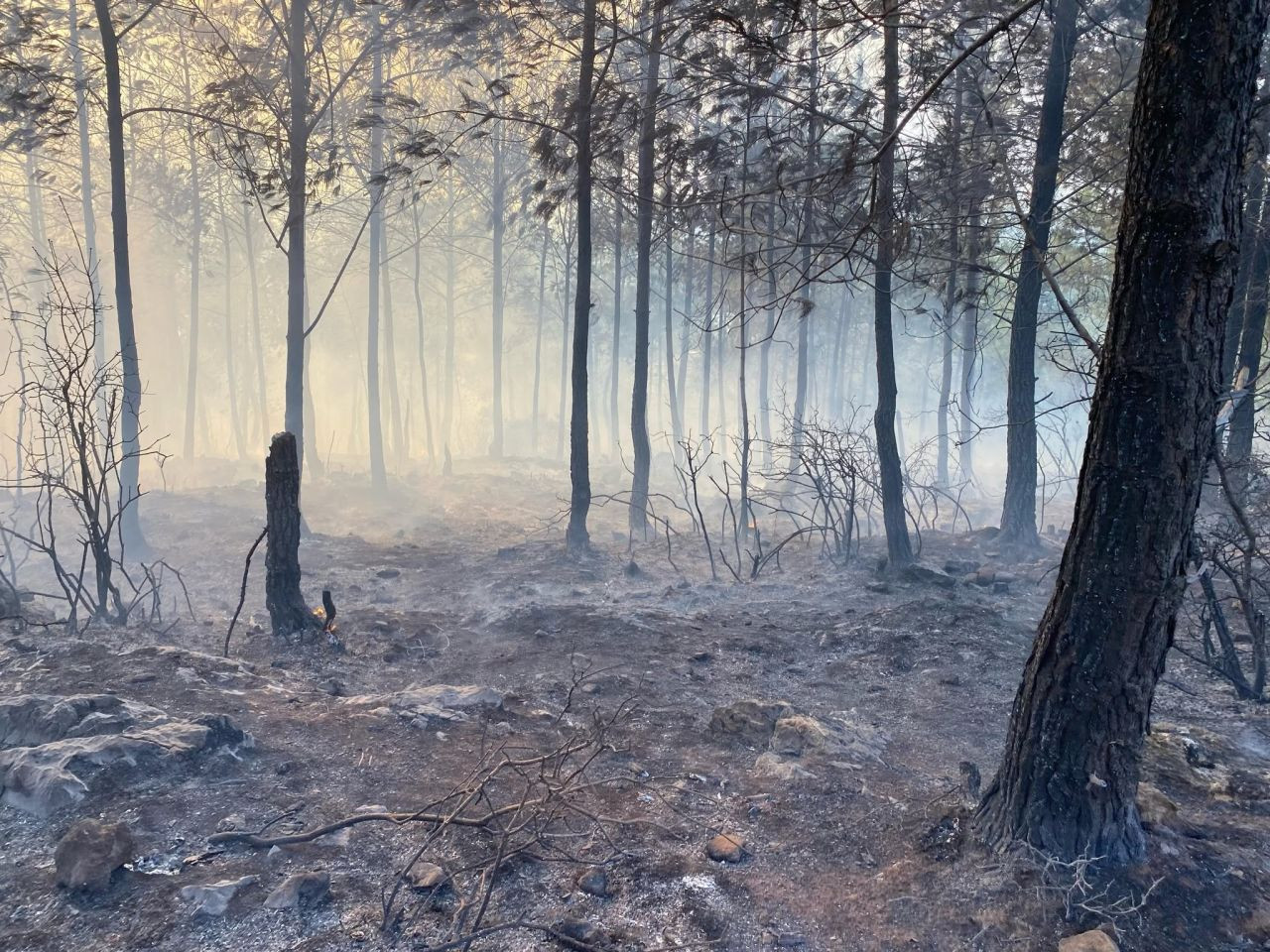 Osmaniye’de Orman Yangını Korkuttu: Alevler Söndürüldü - Sayfa 4