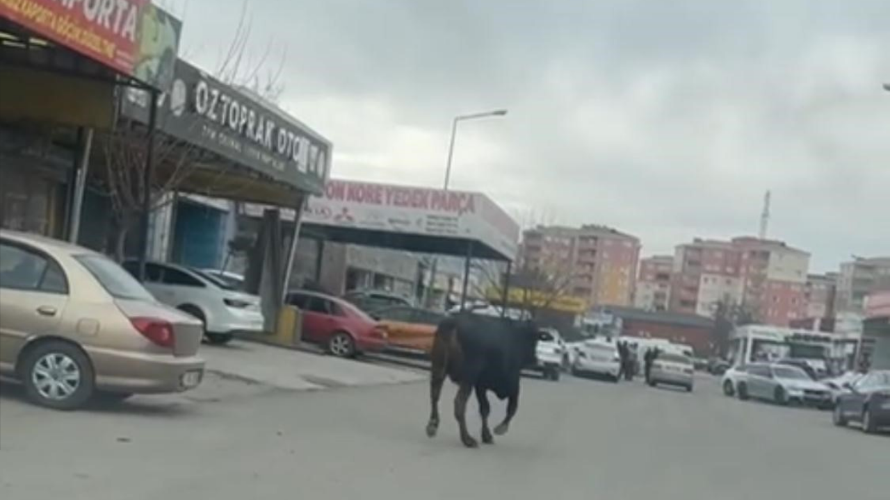 Batman’da Sanayi Sitesine Giren İnek Esnafı Peşinden Koşturdu