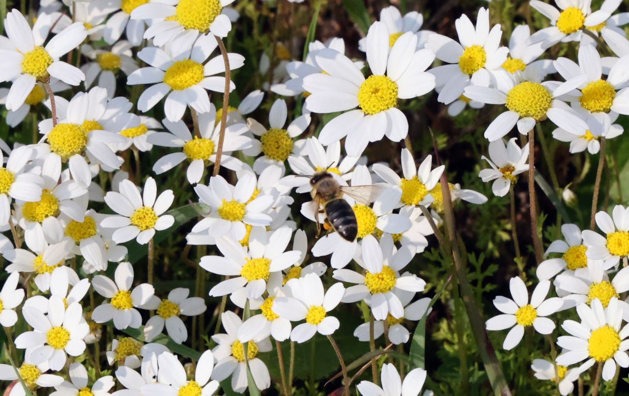 Baharın Müjdecisi Üçüncü Cemre Toprağa Düştü - Sayfa 1