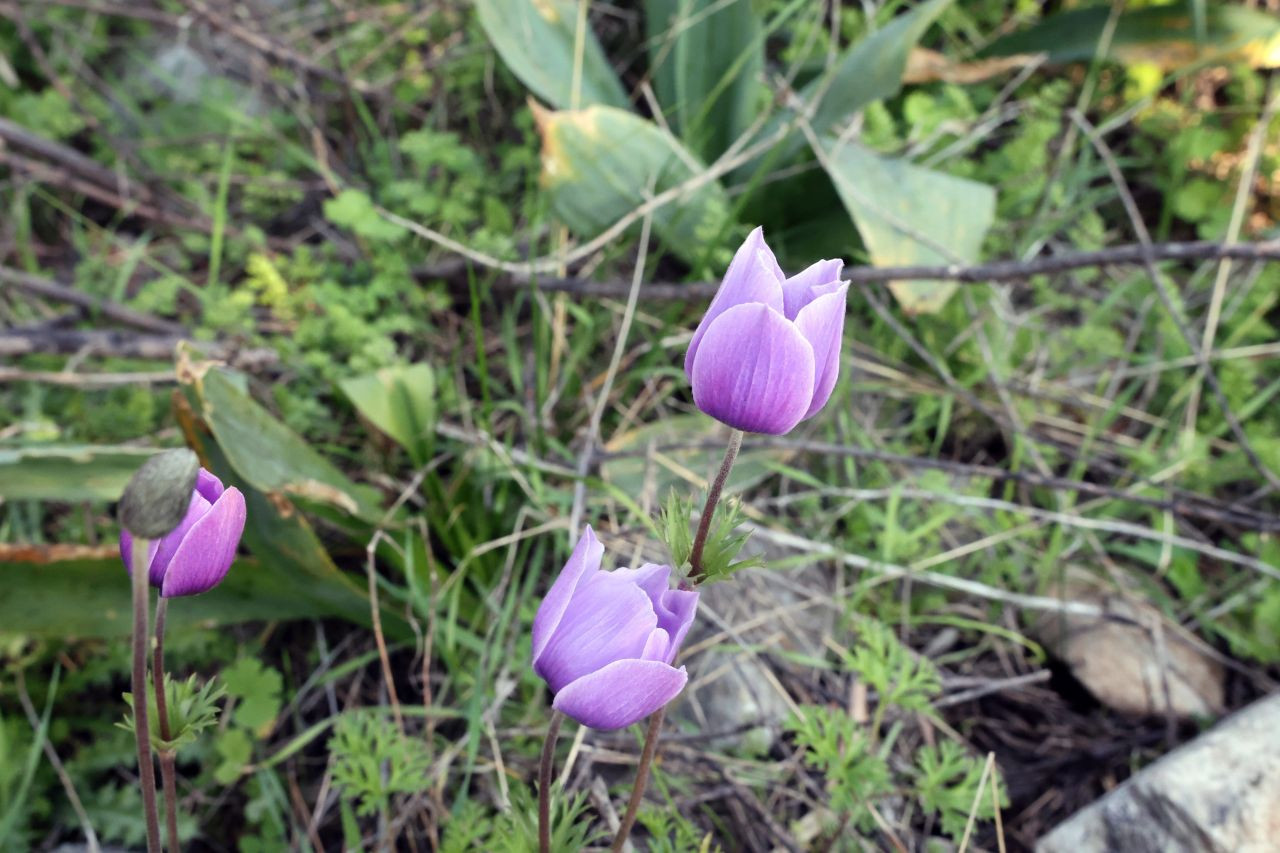 Baharın Müjdecisi Üçüncü Cemre Toprağa Düştü - Sayfa 2