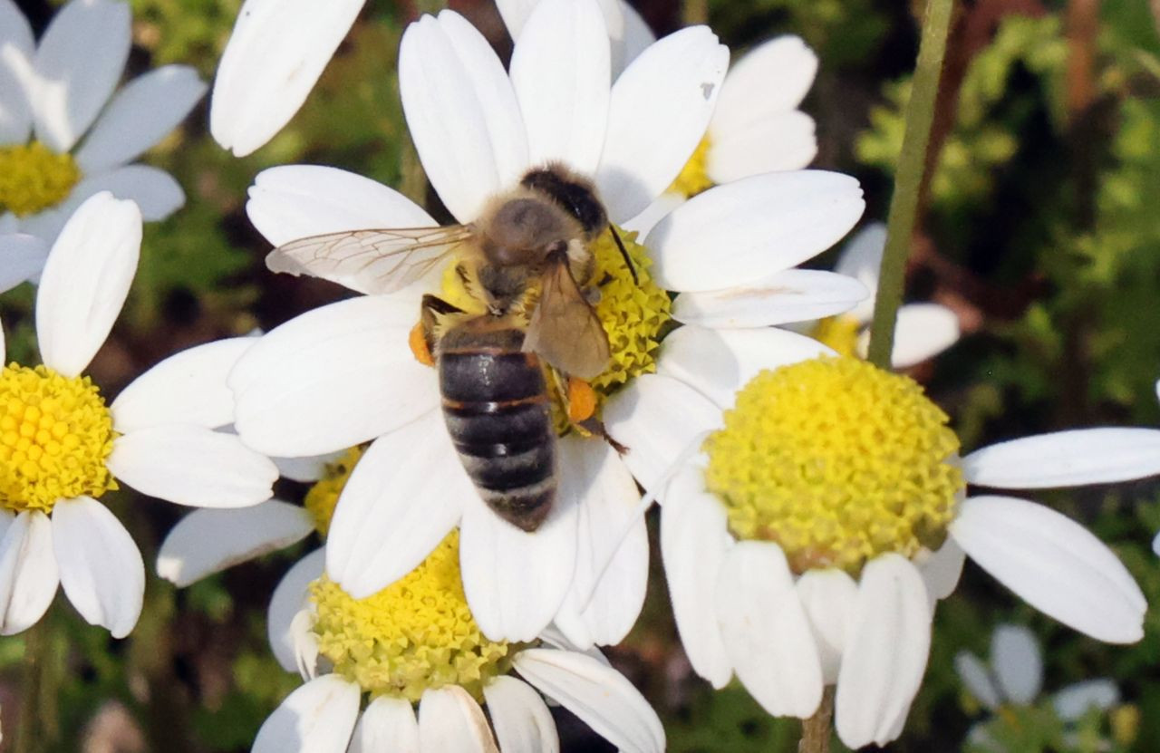 Baharın Müjdecisi Üçüncü Cemre Toprağa Düştü - Sayfa 3