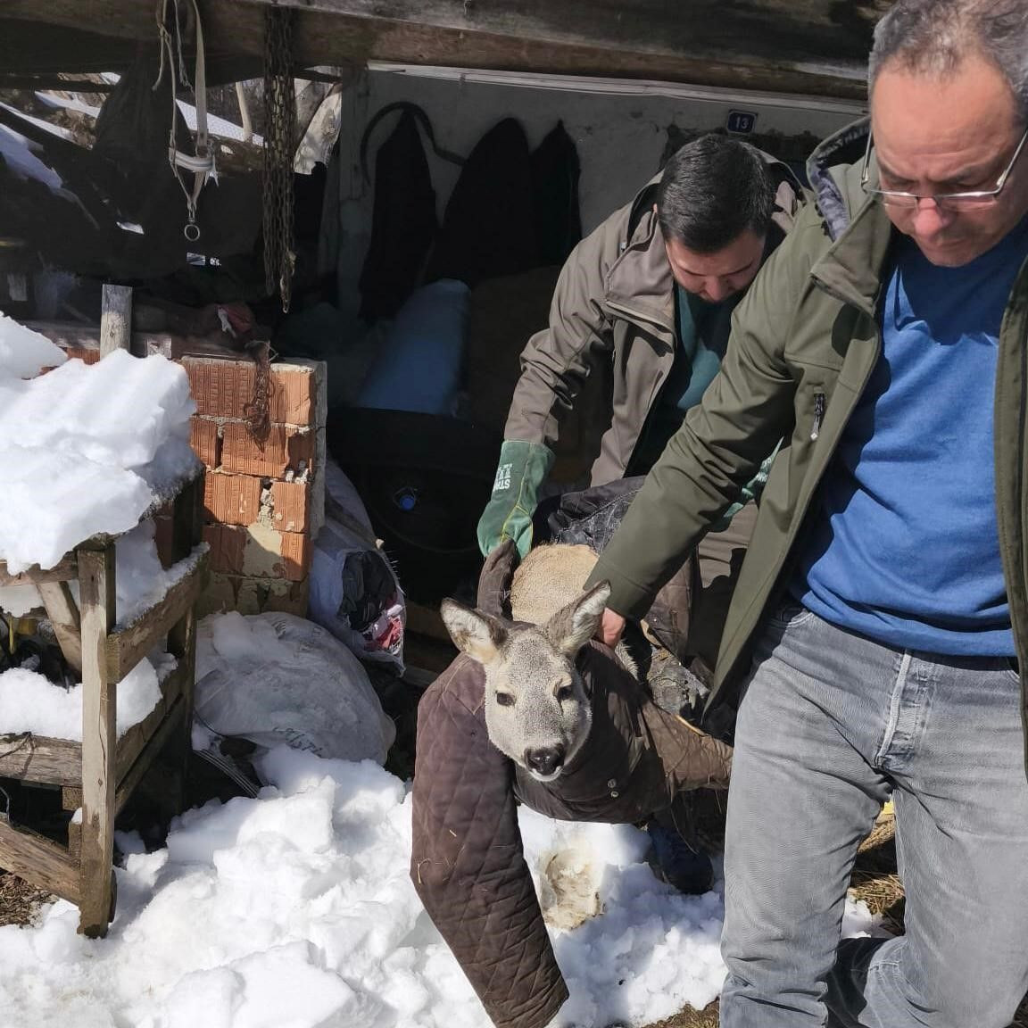 Dikenli Tele Takılan Karaca Yavrusu Kurtarıldı - Sayfa 4