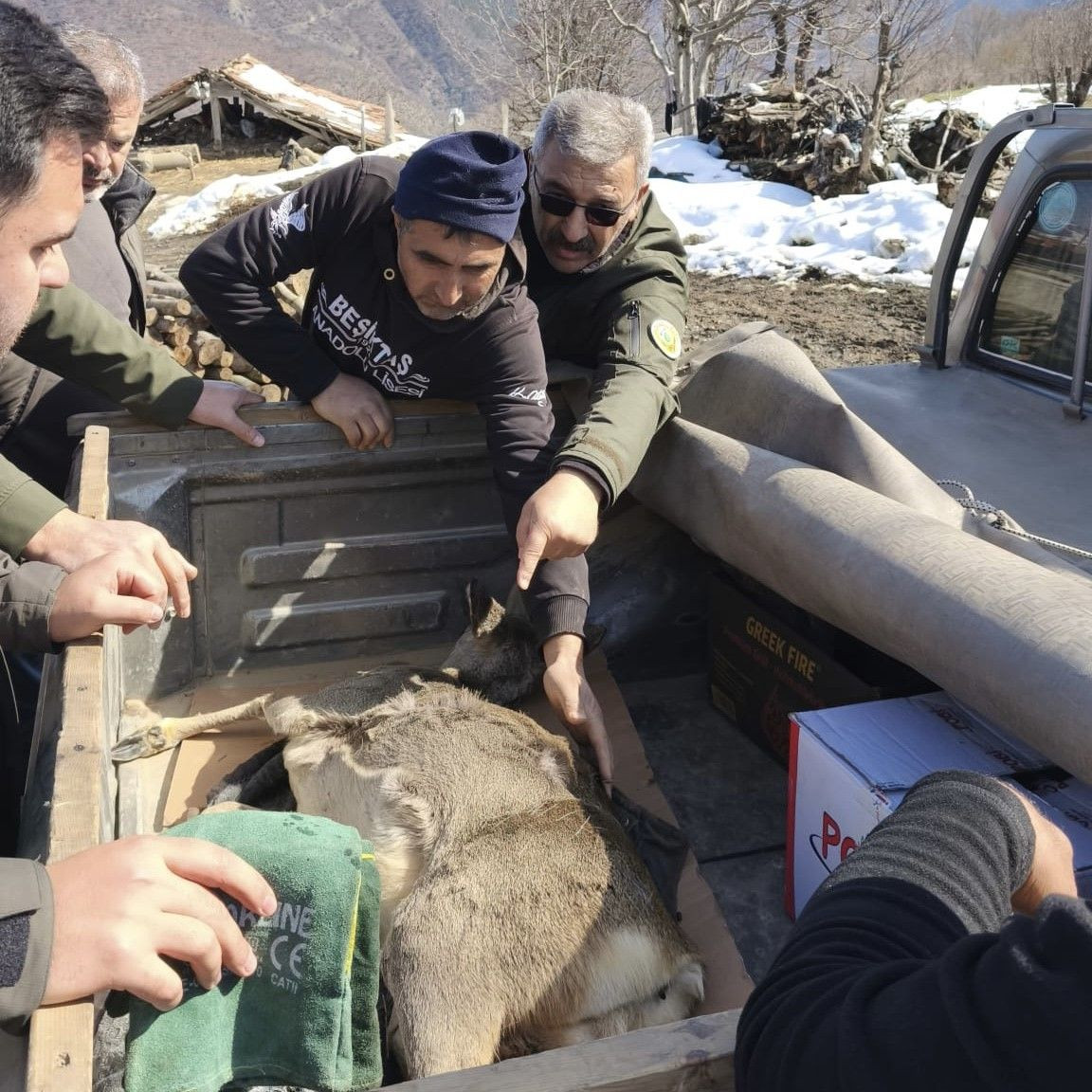 Dikenli Tele Takılan Karaca Yavrusu Kurtarıldı - Sayfa 1