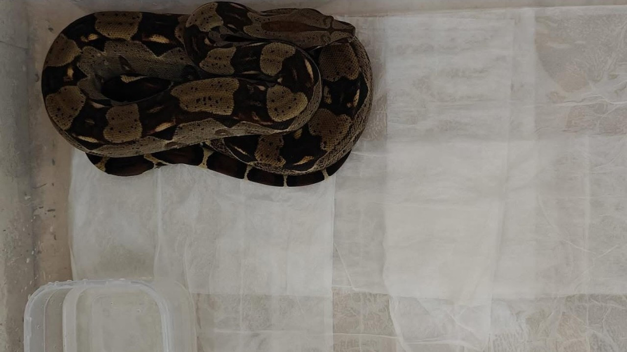 Sivas’ta Kaçak Egzotik Hayvan Operasyonu: 4 Yılan ve Tarantula Ele Geçirildi