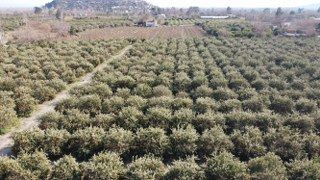 Tescilli Portakalı Da Don Vurdu, Binlerce Fidan Kurumaya Başladı - Sayfa 2