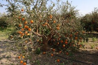 Tescilli Portakalı Da Don Vurdu, Binlerce Fidan Kurumaya Başladı - Sayfa 4