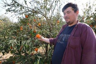 Tescilli Portakalı Da Don Vurdu, Binlerce Fidan Kurumaya Başladı - Sayfa 5