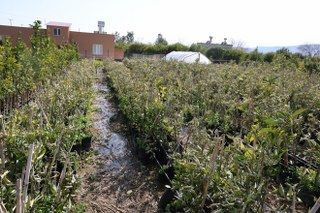 Tescilli Portakalı Da Don Vurdu, Binlerce Fidan Kurumaya Başladı - Sayfa 8