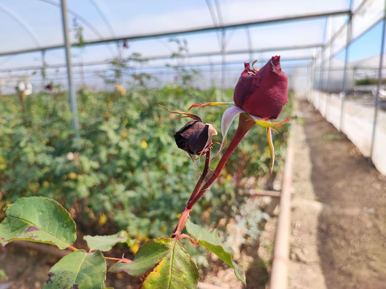 Zirai Don Gülü De Vurdu - Sayfa 1