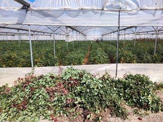 Zirai Don Gülü De Vurdu - Sayfa 8