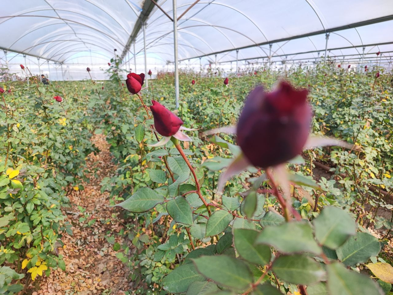 Zirai Don Gülü De Vurdu - Sayfa 3