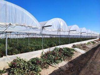 Zirai Don Gülü De Vurdu - Sayfa 9