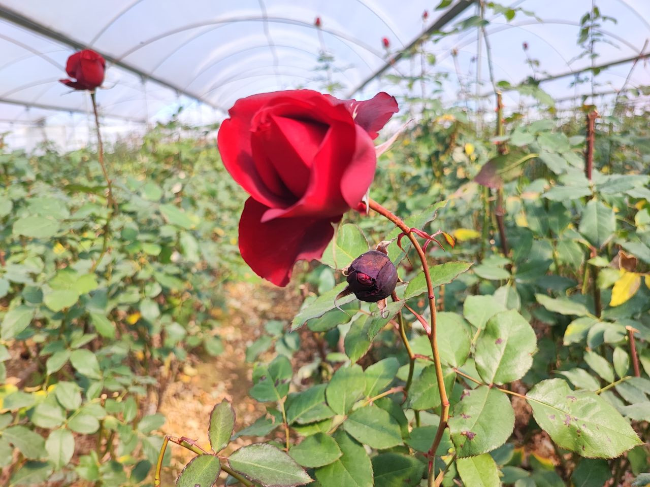 Zirai Don Gülü De Vurdu - Sayfa 4