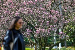 Ihlamur Kasırları’nda Baharın Müjdecisi Manolya Ağaçları Çiçek Açtı - Sayfa 1