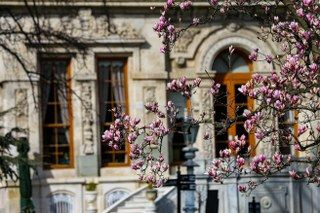 Ihlamur Kasırları’nda Baharın Müjdecisi Manolya Ağaçları Çiçek Açtı - Sayfa 5