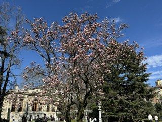 Ihlamur Kasırları’nda Baharın Müjdecisi Manolya Ağaçları Çiçek Açtı - Sayfa 8