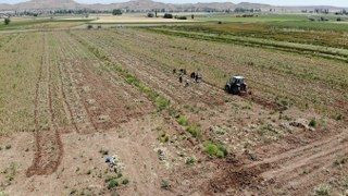 İspanya'dan Aksaray'a Sarımsak Yatırımı - Sayfa 3