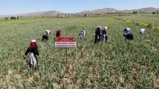 İspanya'dan Aksaray'a Sarımsak Yatırımı - Sayfa 4